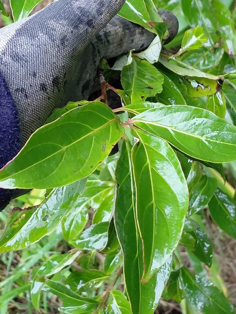 Cornus Capitata