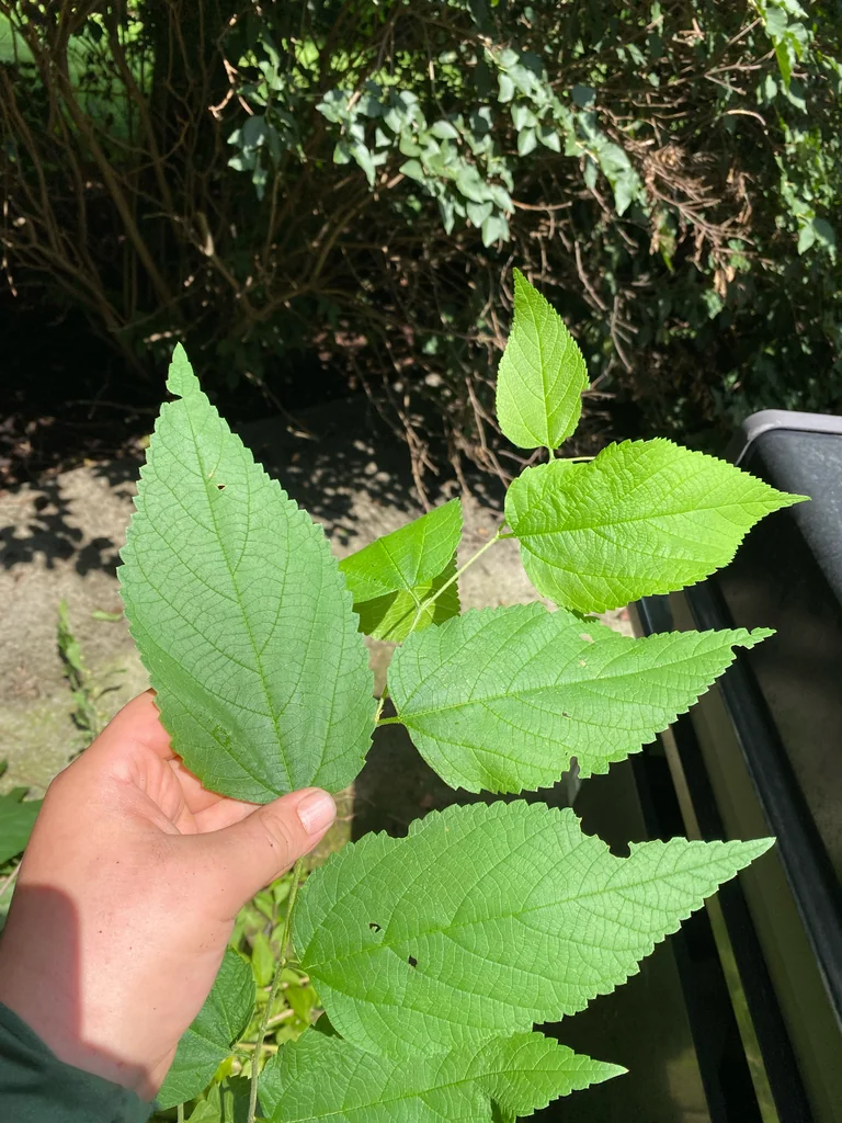 Celtis Occidentalis