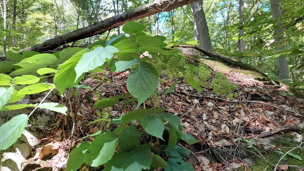 Aralia Racemosa