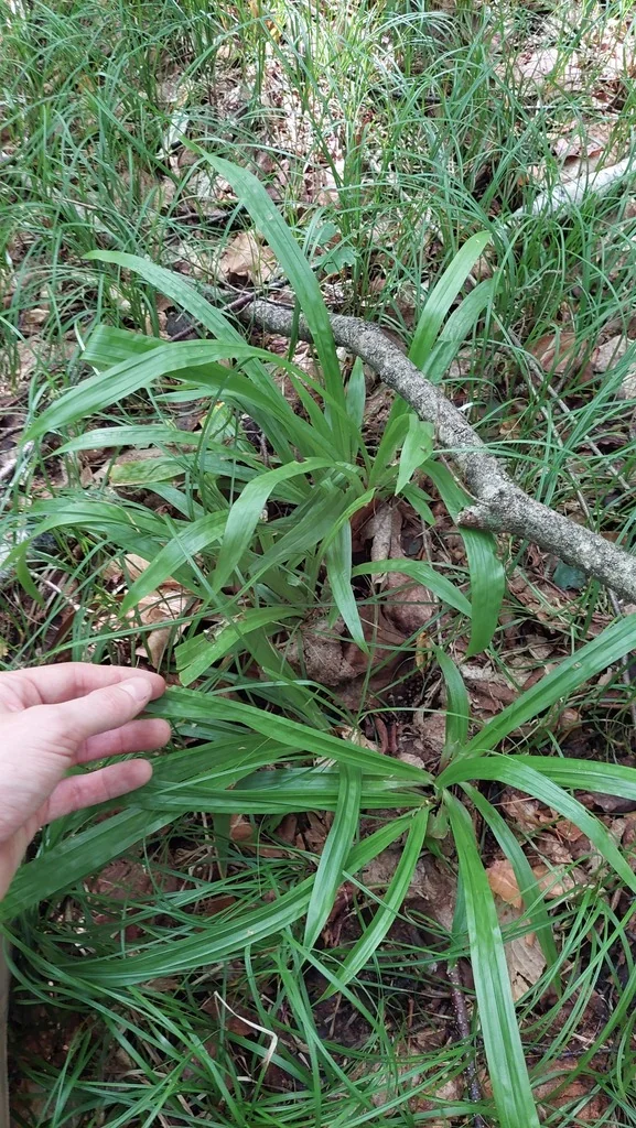 Carex plantaginea