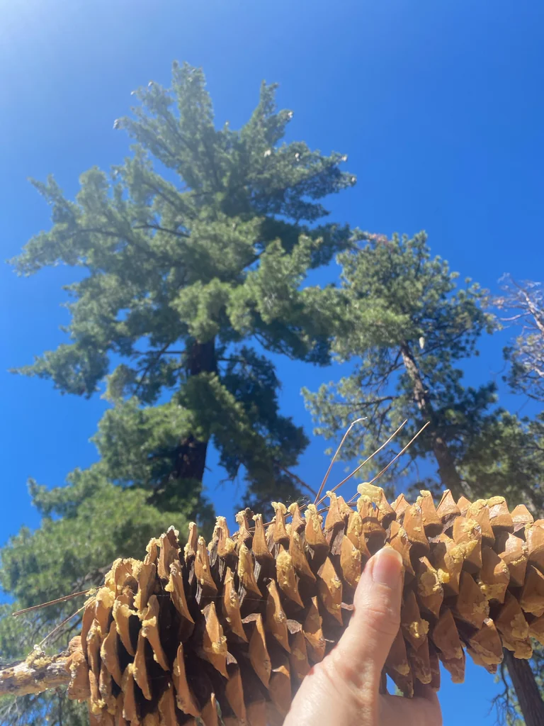 Pinus Lambertiana