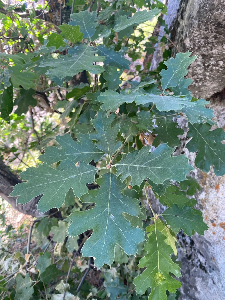 Quercus Kelloggii