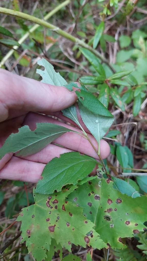 Aronia melanocarpa