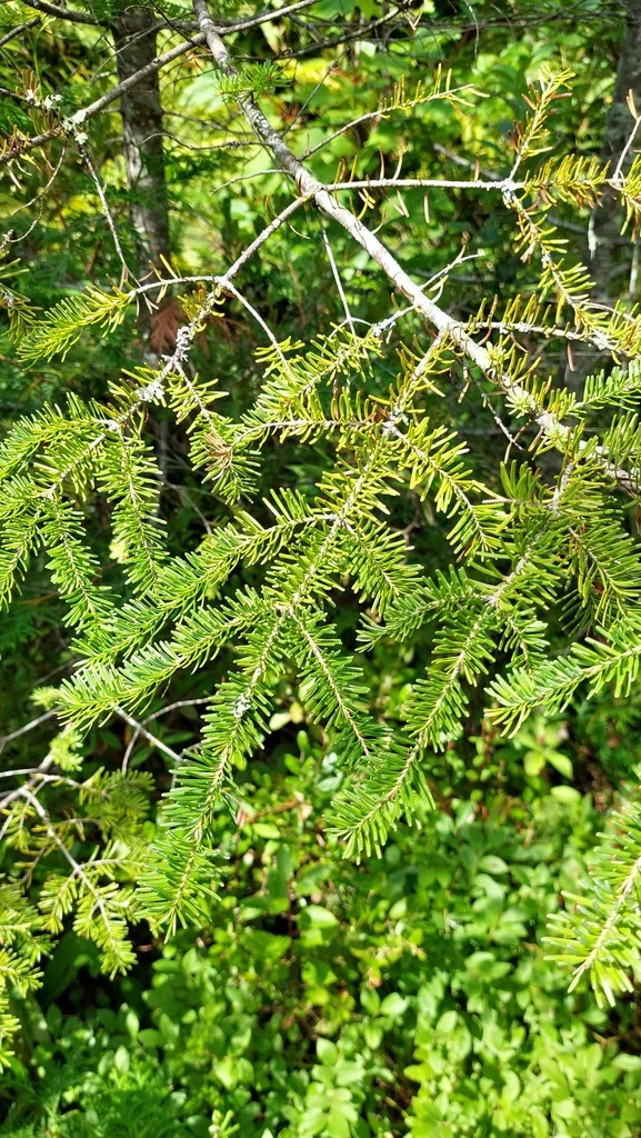 Abies Balsamea