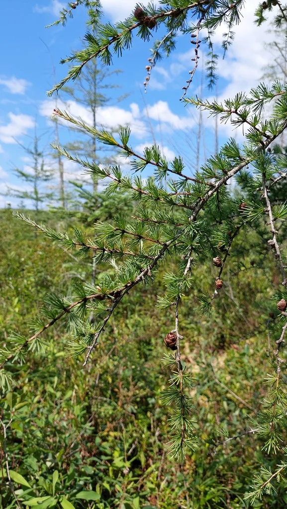 Larix Laricina