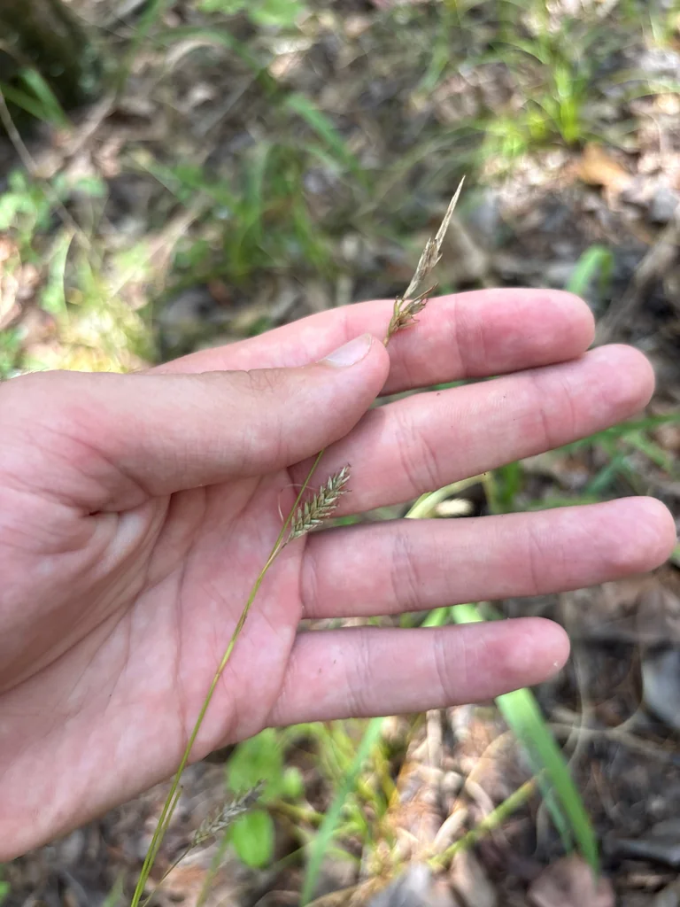 Carex Cherokeensis