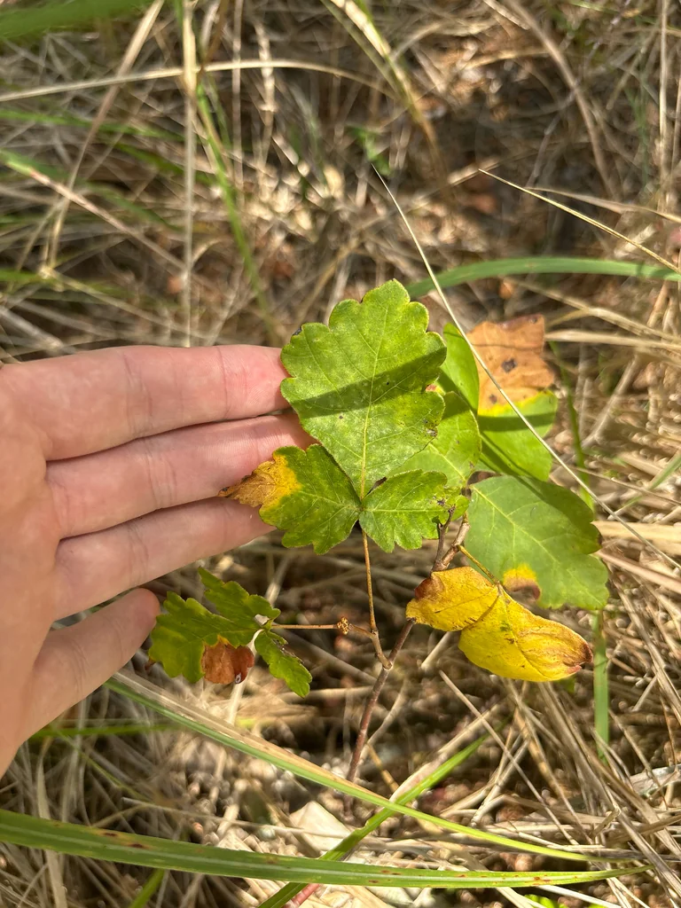 Rhus Aromatica