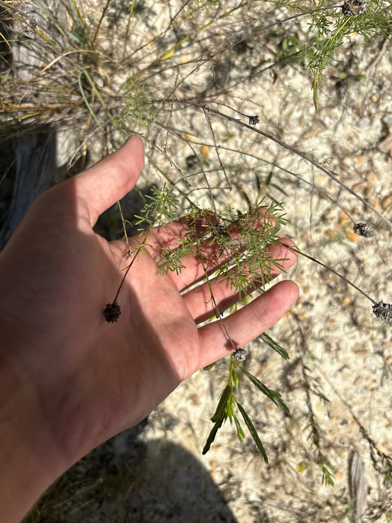 Dalea Purpurea