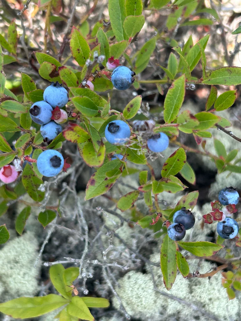 Vaccinium Angustifolium