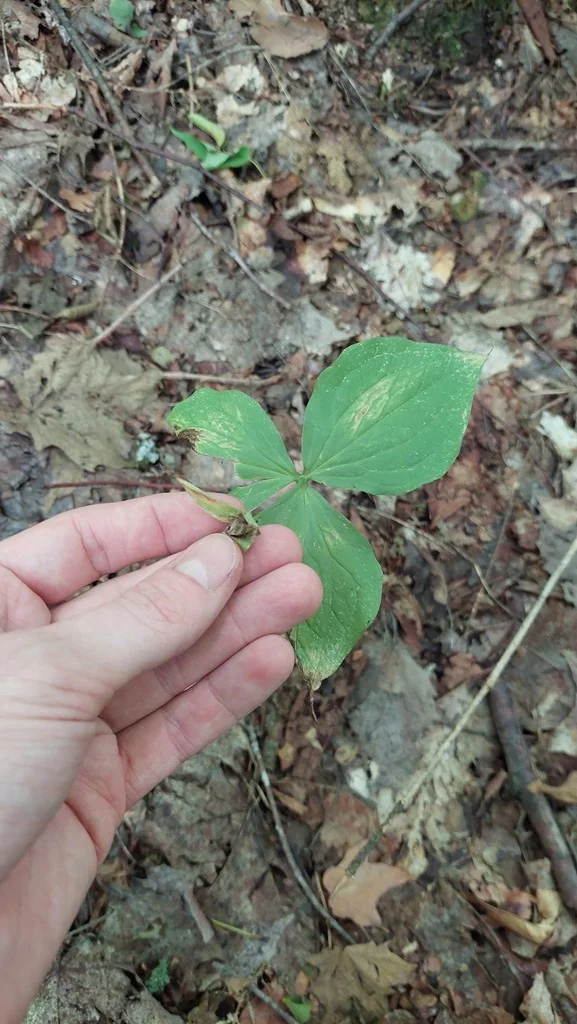 Trillium Grandiflorum