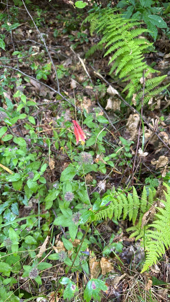 Aquilegia Canadensis