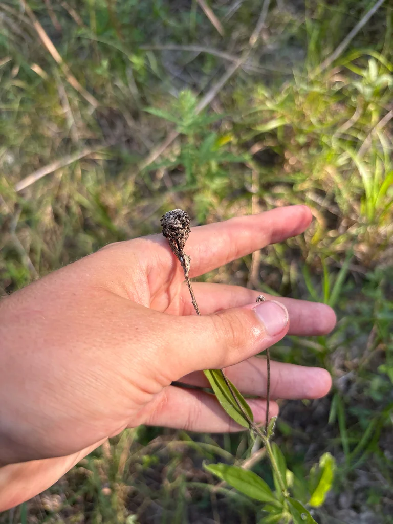 Ratibida Pinnata