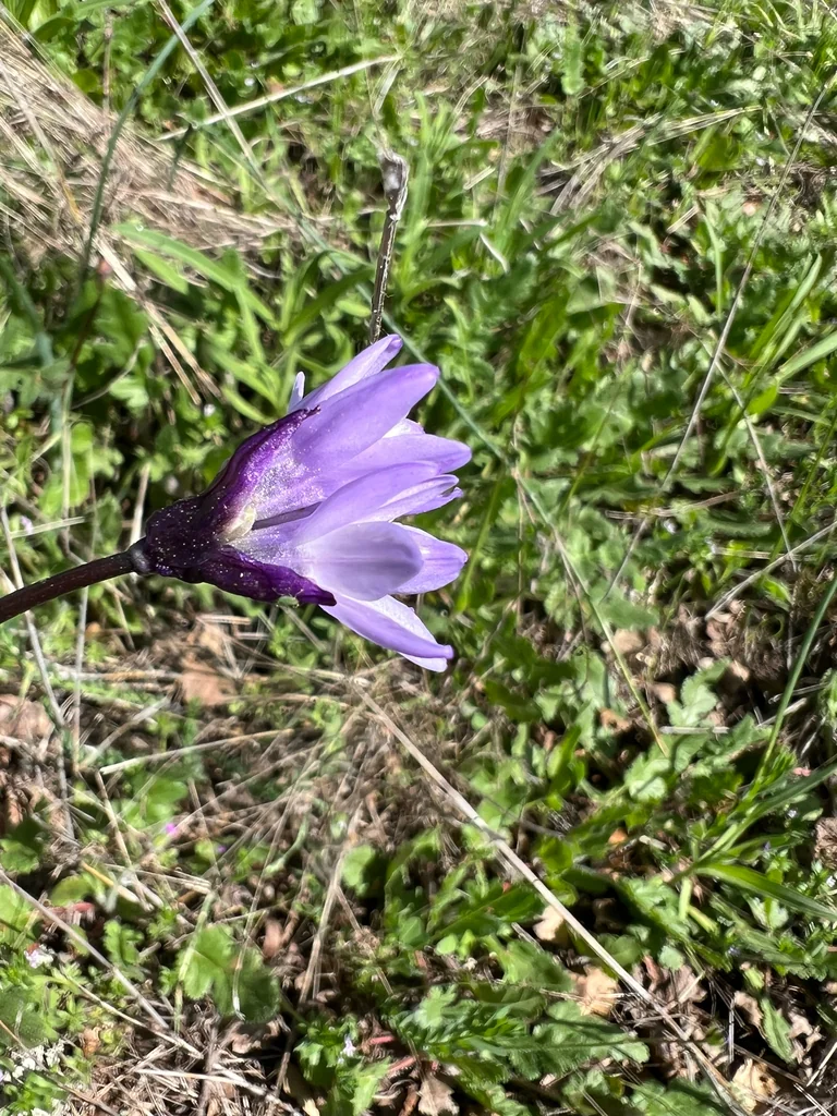 Dichelostemma Capitatum