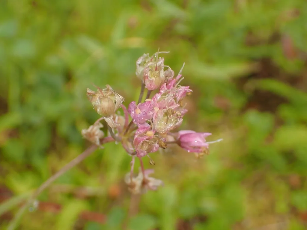 Allium Cernuum