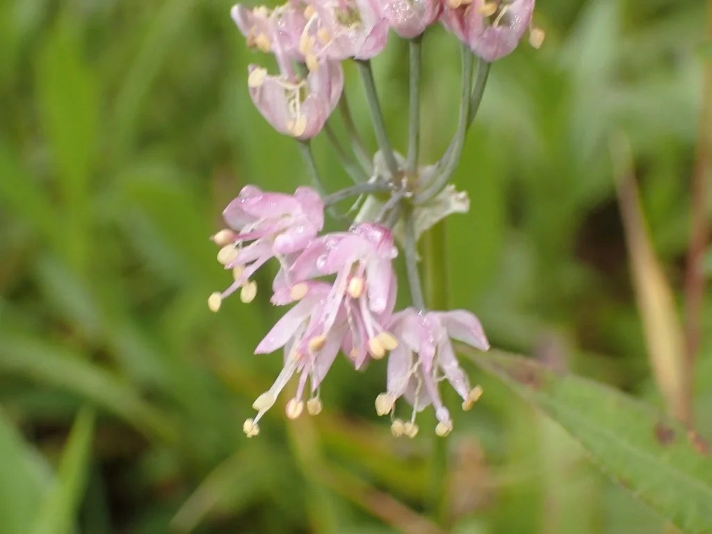 Allium Cernuum