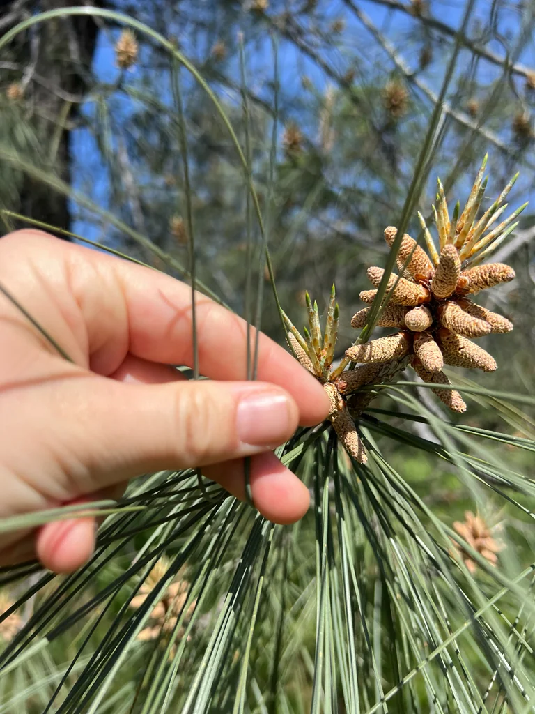 Pinus Sabiniana