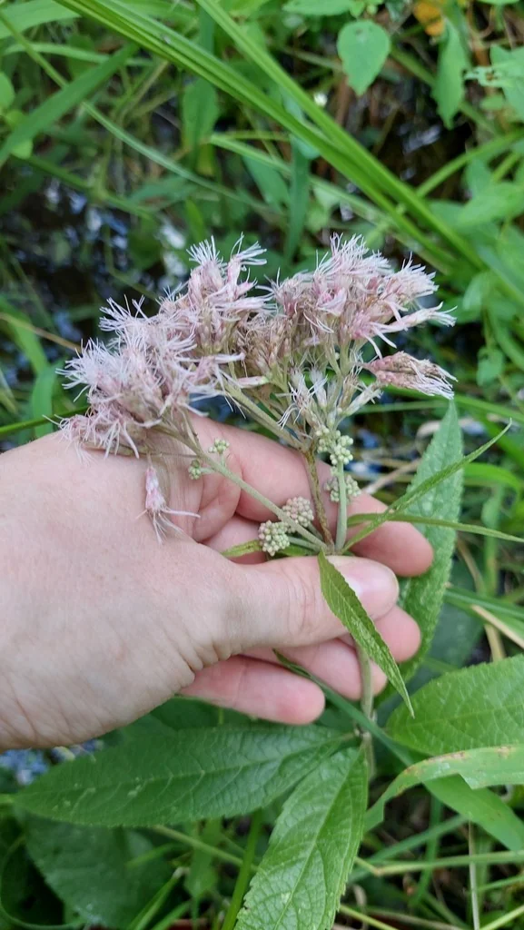 Eutrochium Maculatum