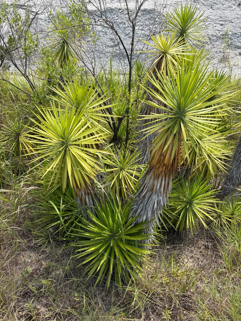 Yucca Aloifolia