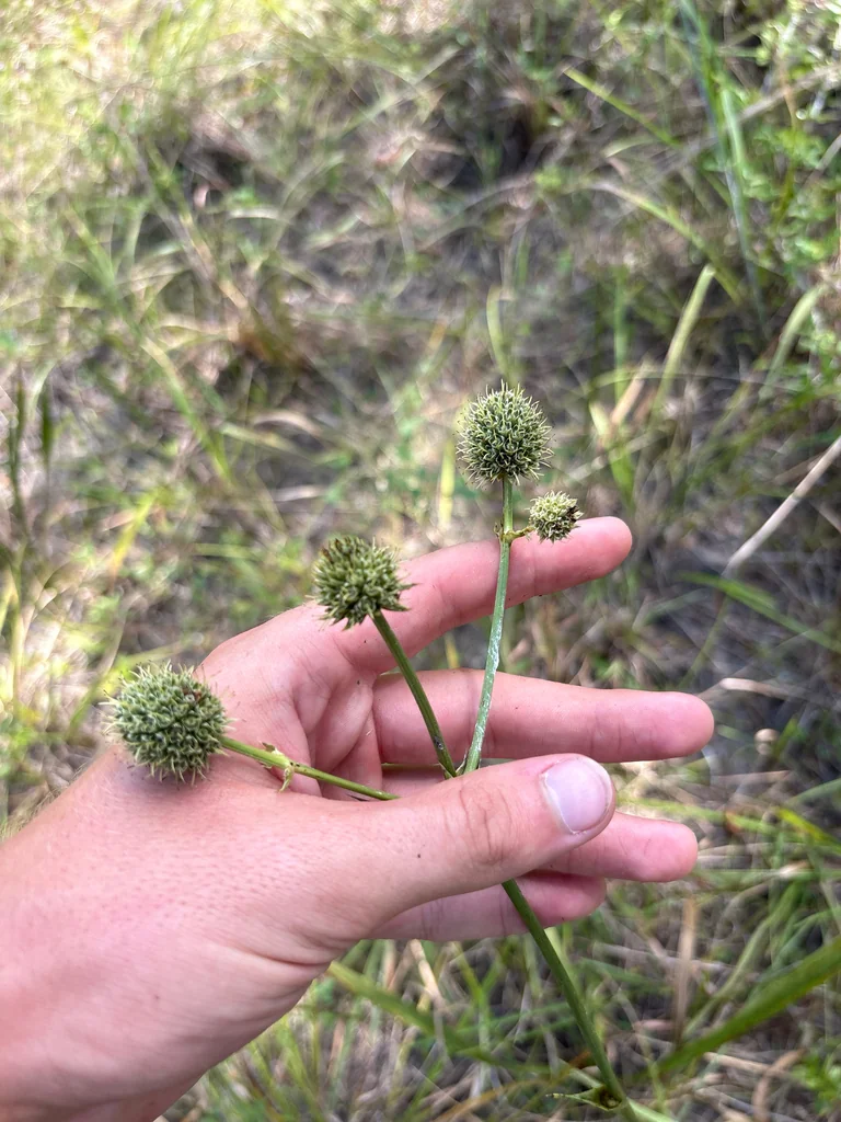 Eryngium Yuccifolium