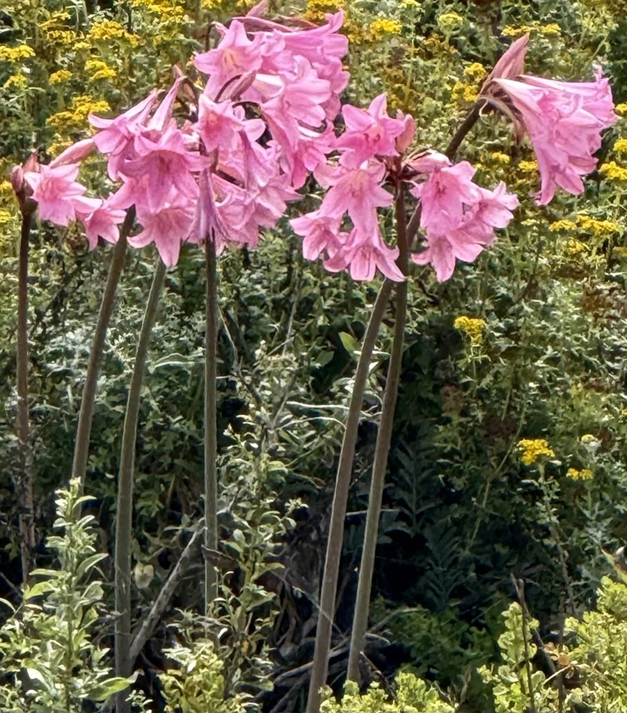 Amaryllis Belladonna