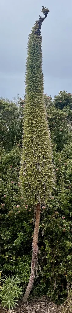 Echium Pininana