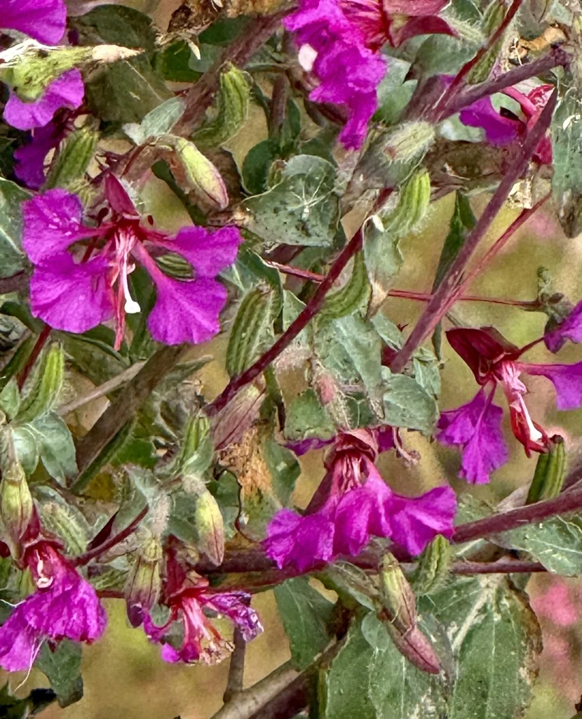 Clarkia Unguiculata