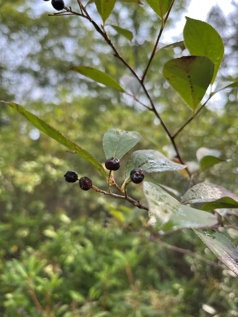 Aronia melanocarpa