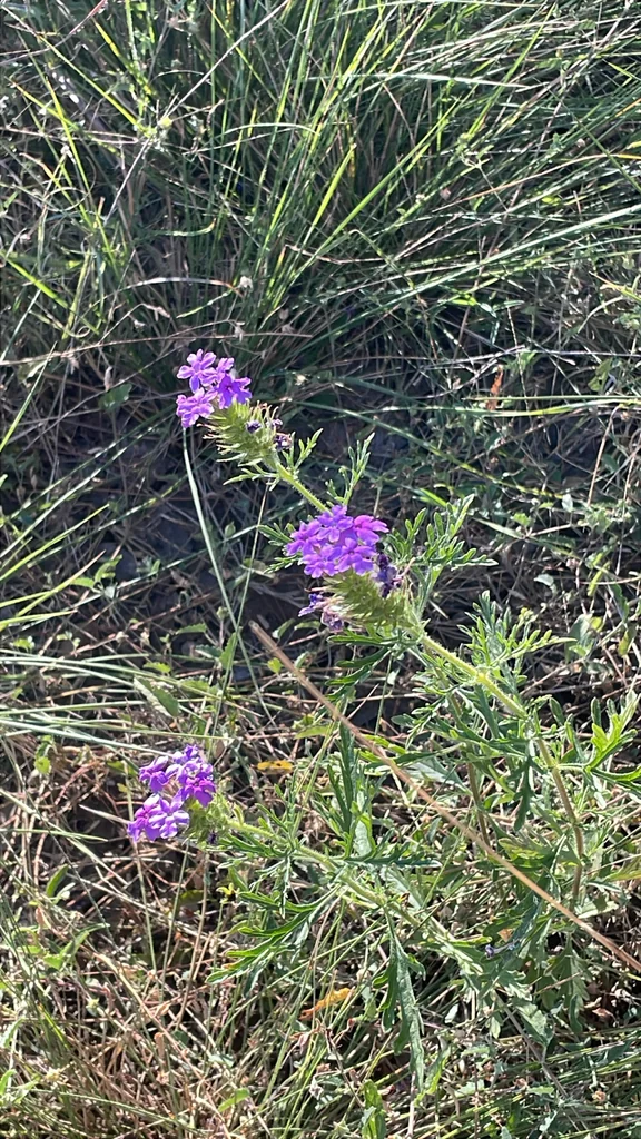 Glandularia Bipinnatifida