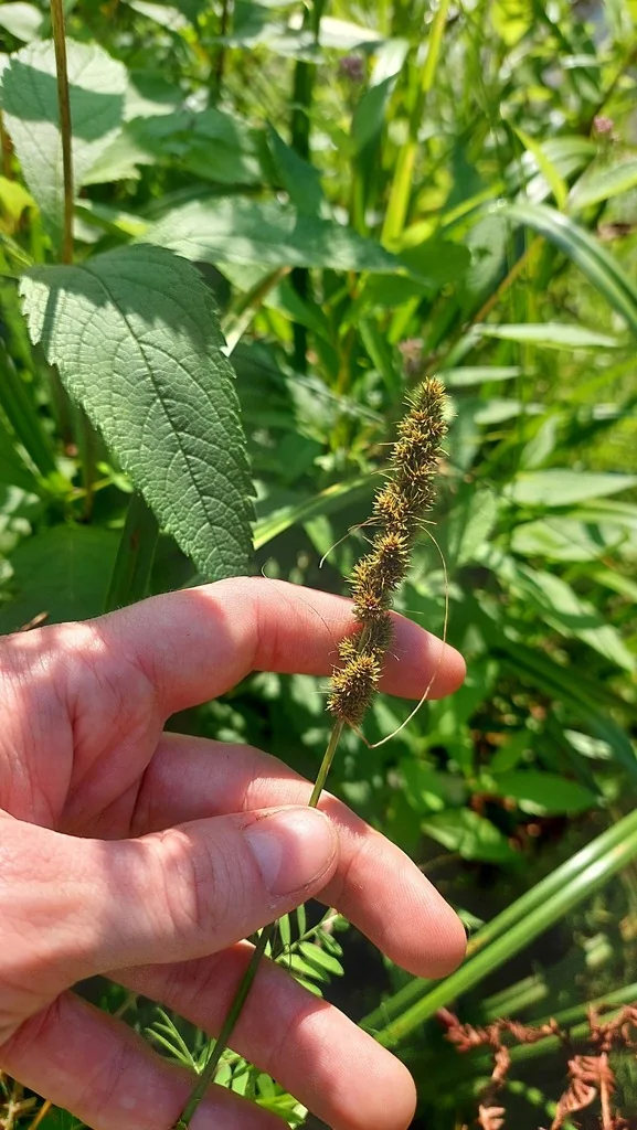 Carex Vulpinoidea