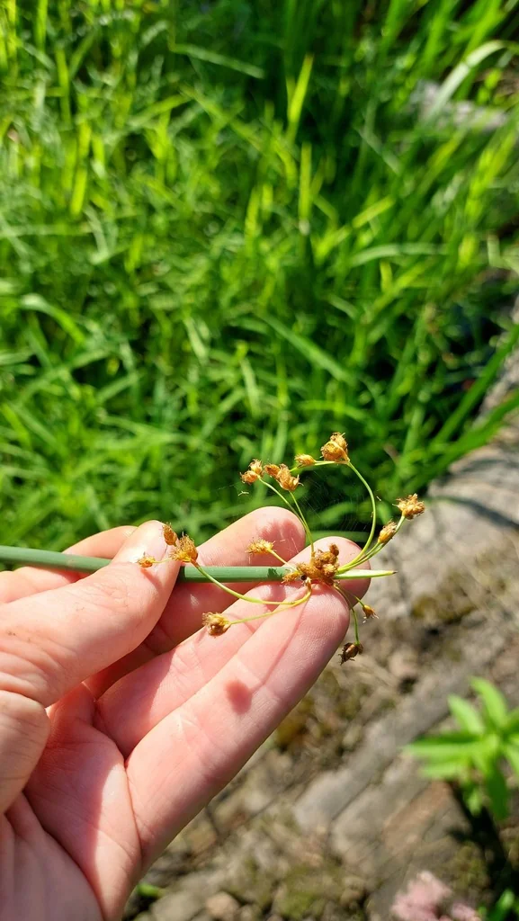 Scirpus Tabernaemontani