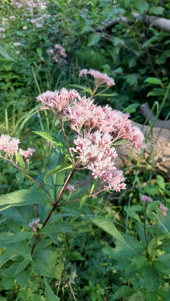 Eutrochium Maculatum
