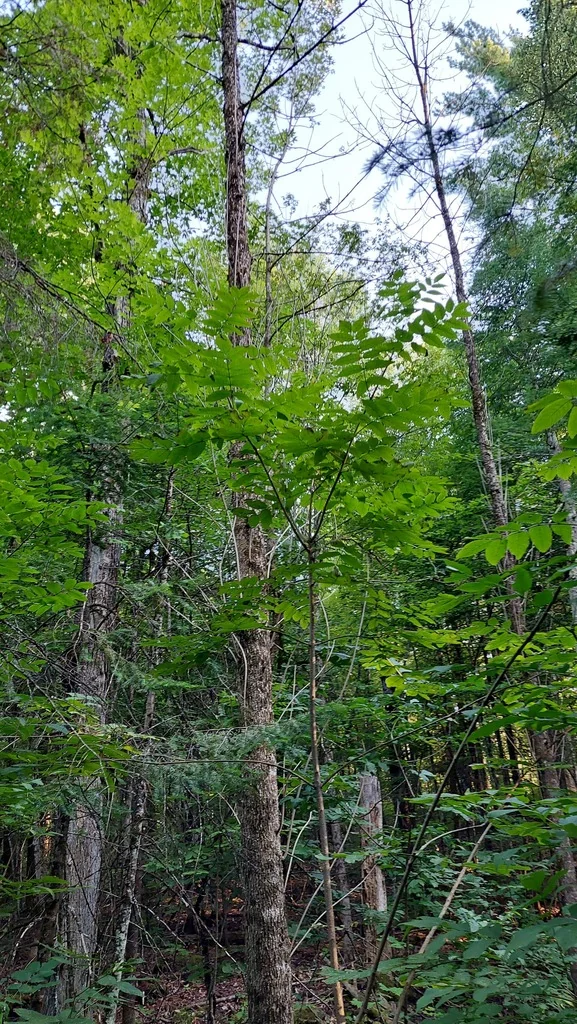 Fraxinus Nigra