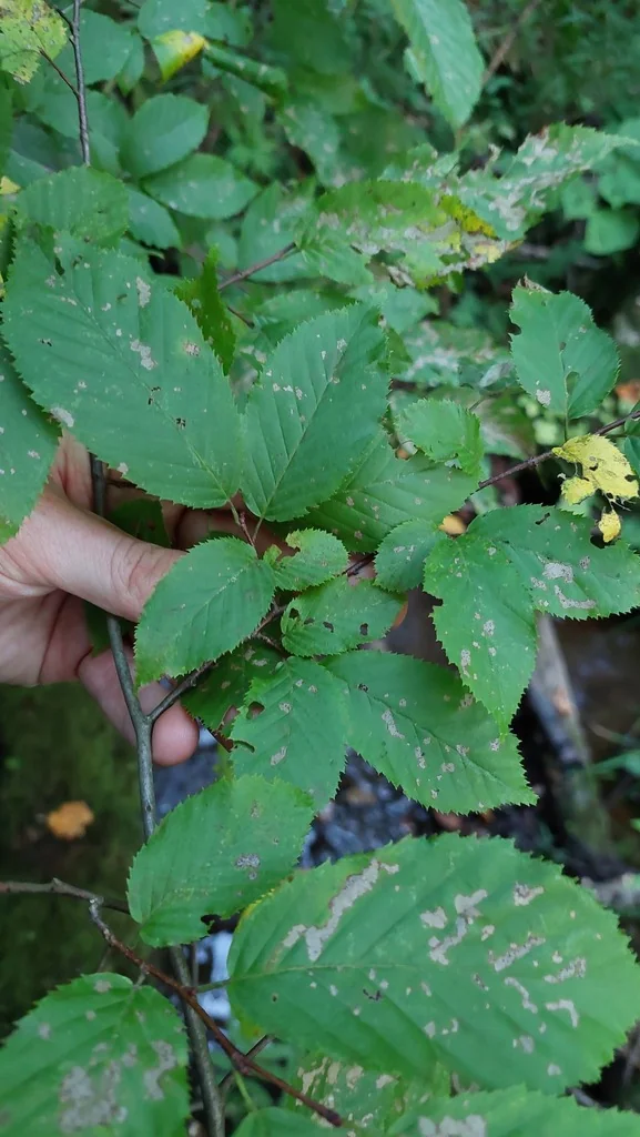 Carpinus Caroliniana