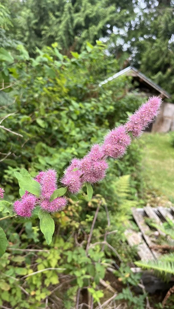 Spiraea Douglasii