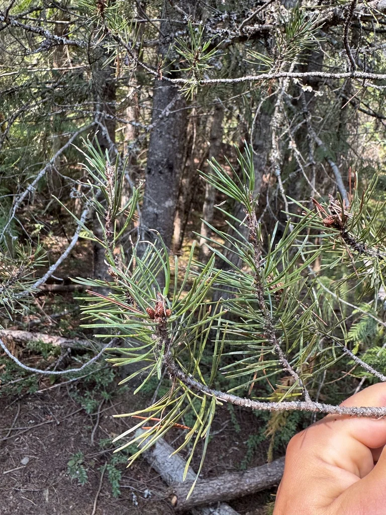 Pinus Contorta