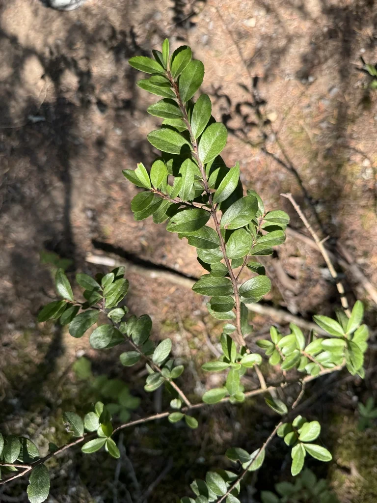 Paxistima Myrsinites