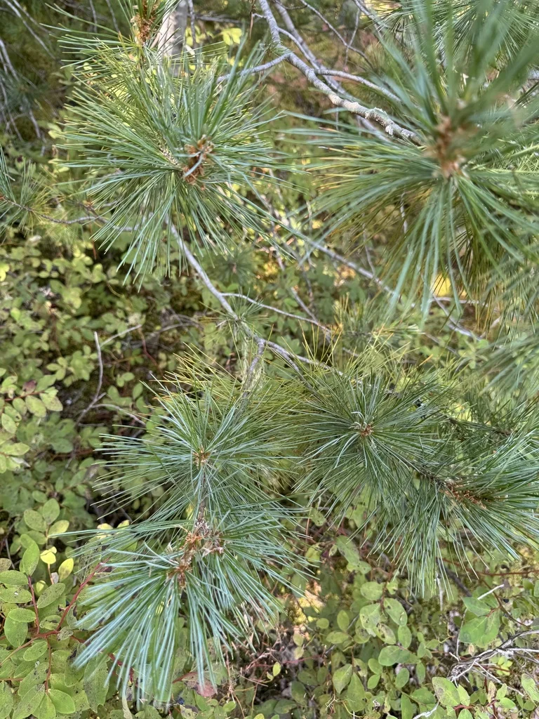 Pinus Monticola