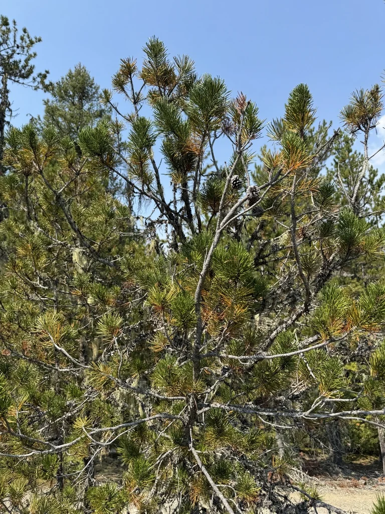 Pinus Contorta