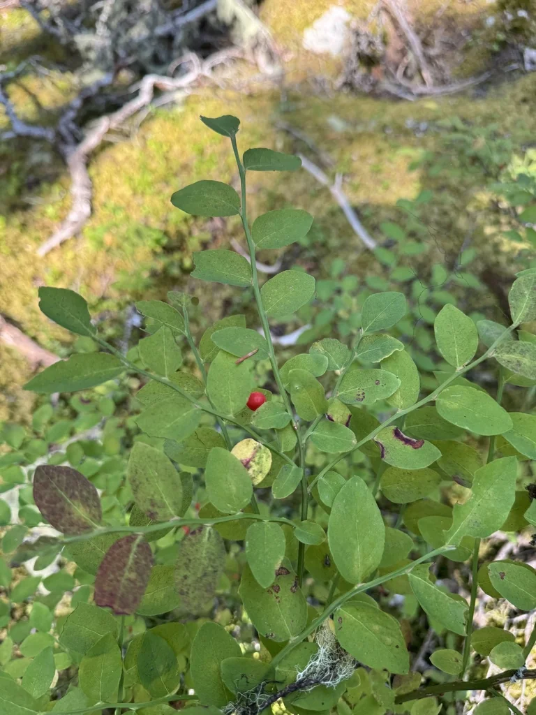 Vaccinium Parvifolium