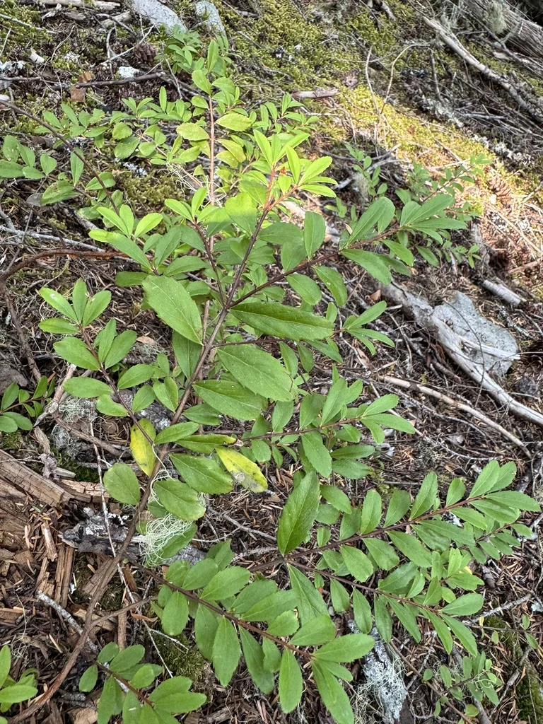 Paxistima Myrsinites