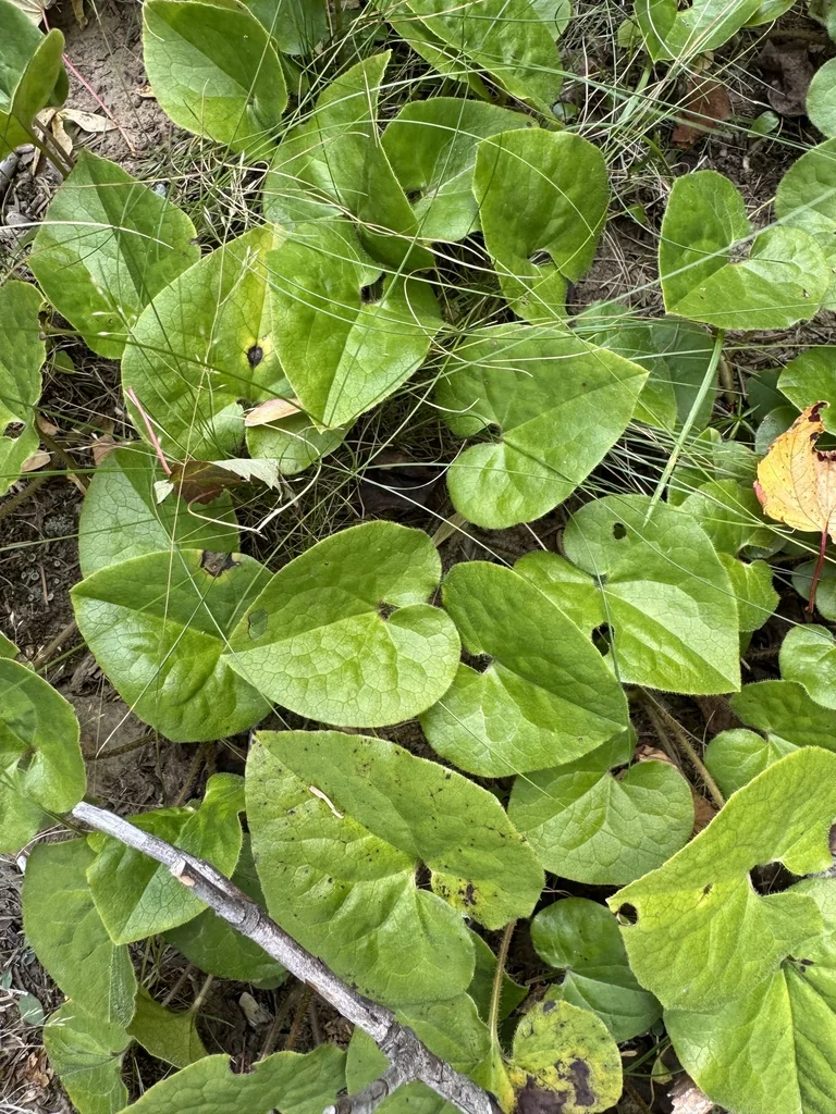 Asarum Caudatum