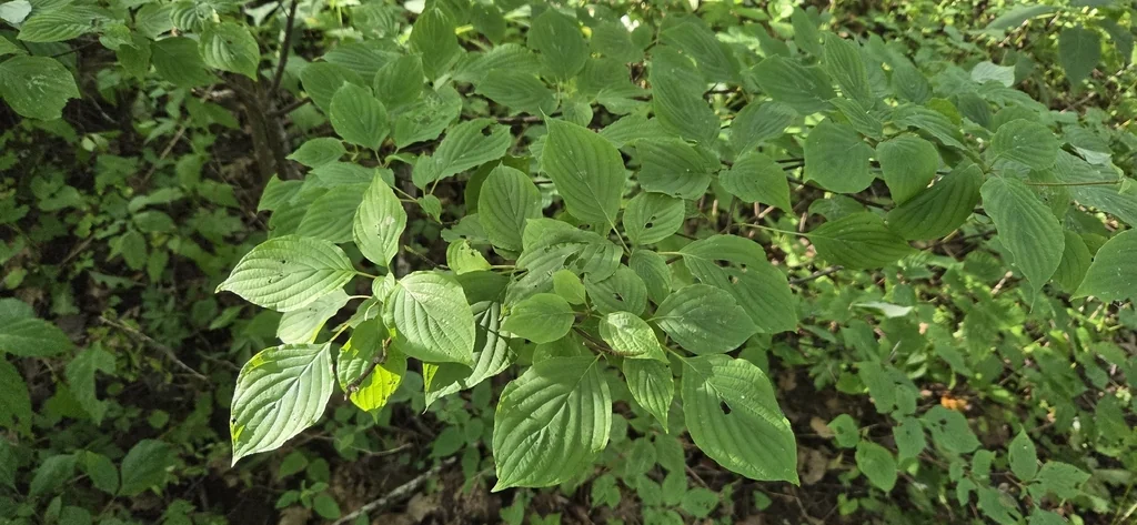 Cornus Alternifolia