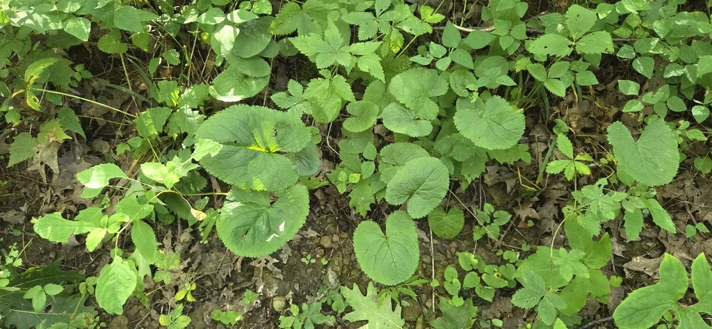 Senecio Aureus