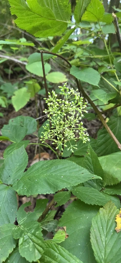 Aralia Racemosa