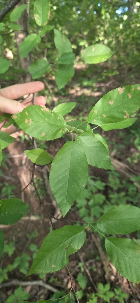 Amelanchier Arborea
