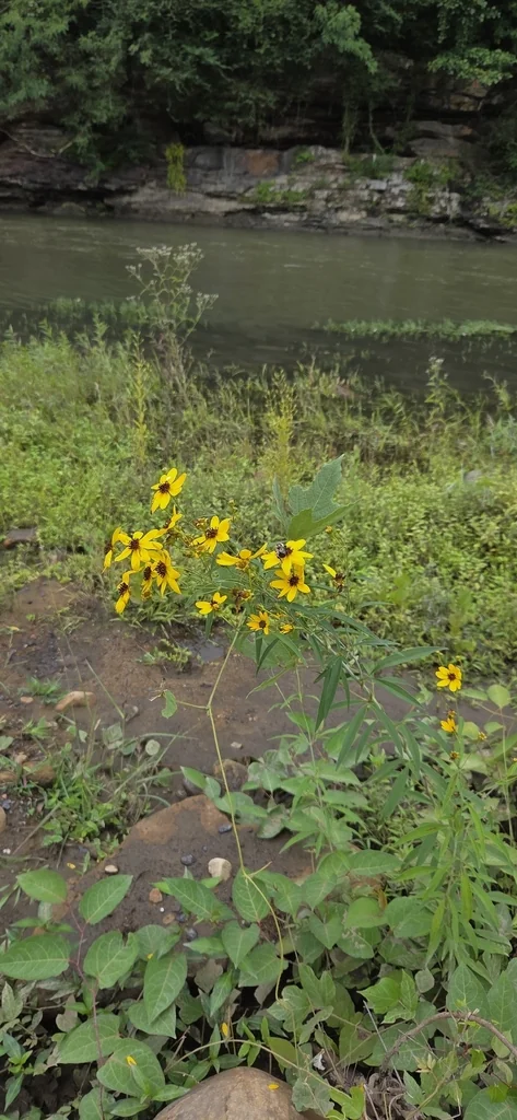 Coreopsis Tripteris