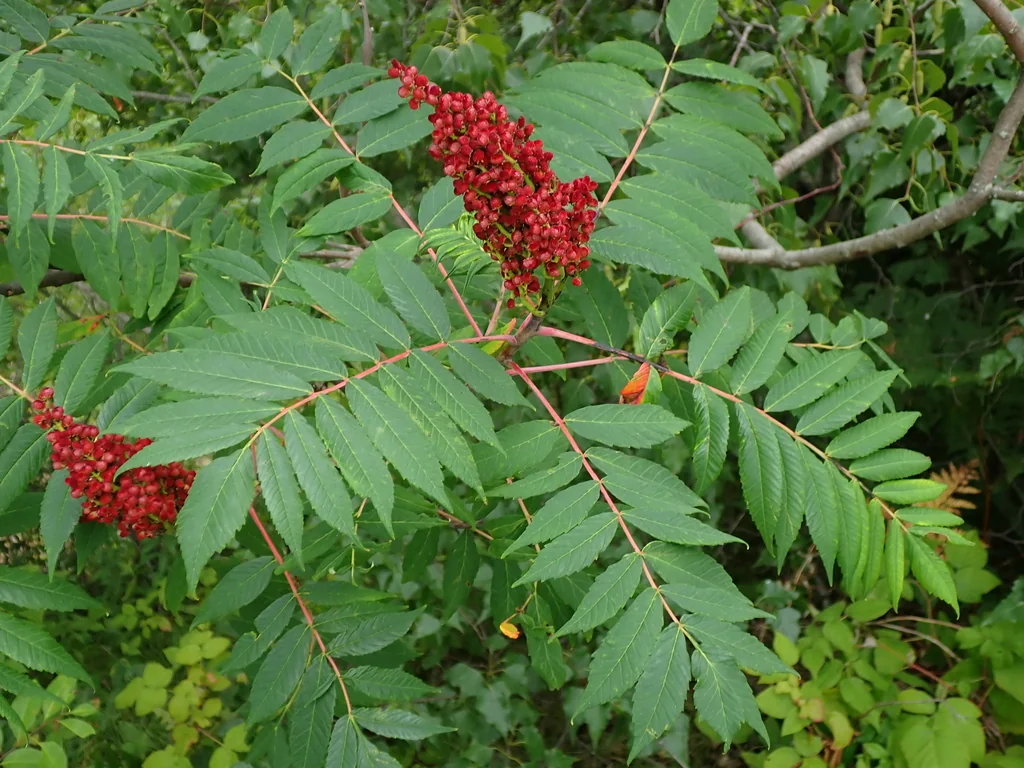 Rhus Glabra