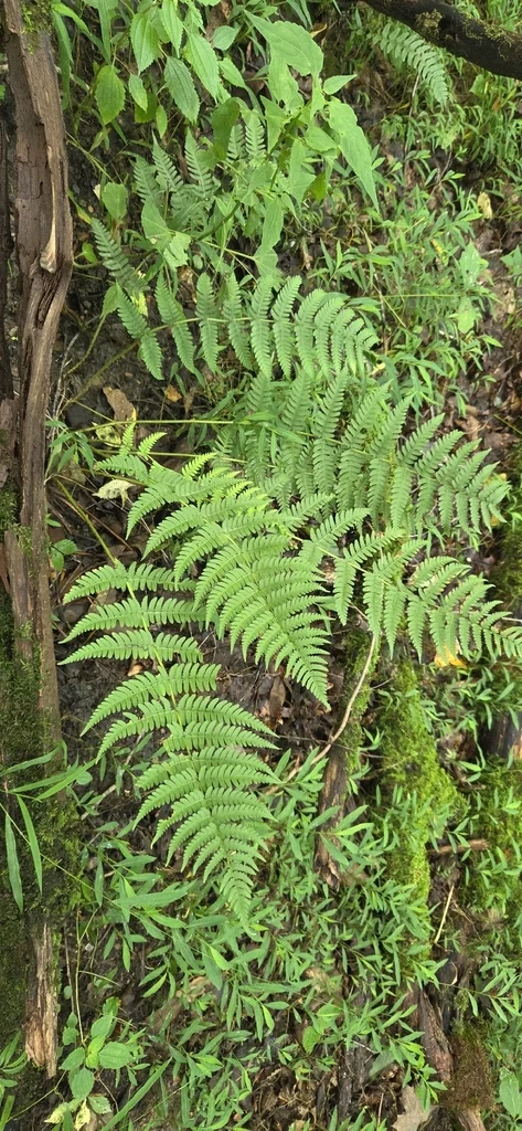Dryopteris Marginalis