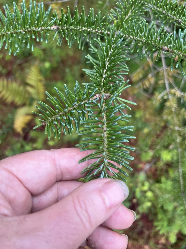 Abies Balsamea