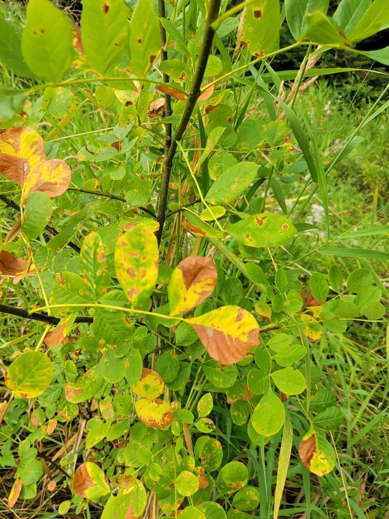 Fraxinus Latifolia